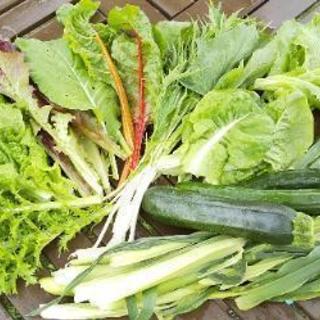 予約でいっぱいです‼️5/17~無農薬新鮮お野菜【よねベジ】
