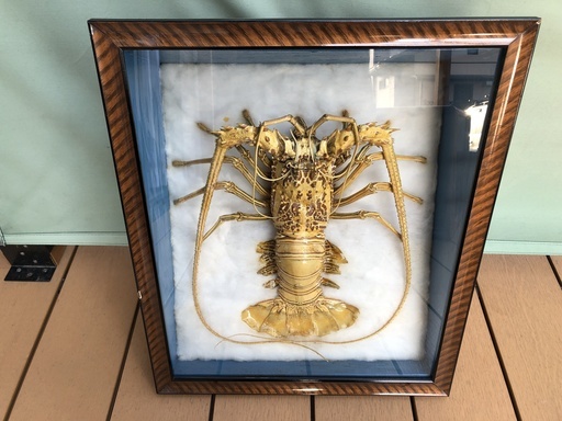 【最終値下げ】伊勢海老　剥製 伊勢海老の剥製 額入り