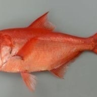 深海魚釣りしてみたい。やっている