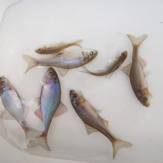 タナゴ　ミナミアカヒレタビラ　霞ヶ浦産の画像