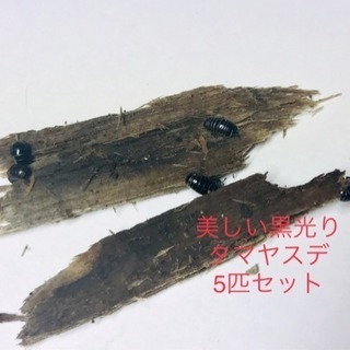 ☆レア☆激かわ☆国産タマヤスデ5匹セット