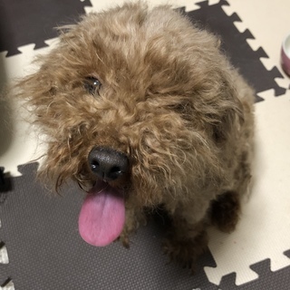 ※すみません現在交渉中です。たくさんのご返事ありがとうございます。