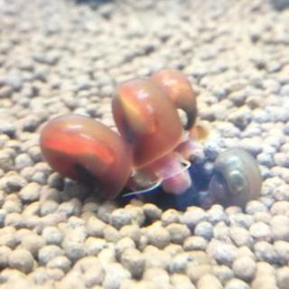 🐌サイズ色々・レッドラムズホーン🐌 最低5匹～OK✨( ･ㅂ･)...
