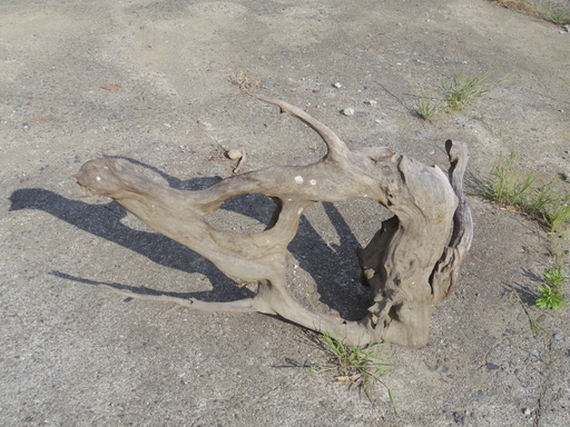 古木　オブジェ　1ｍぐらい