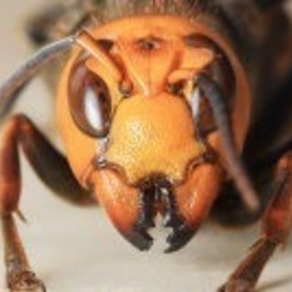これからの時期蜂の駆除ならスマイリー