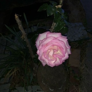 狭い庭でのガーデニング 薔薇 ビオトープ友達欲しいです - 坂戸市