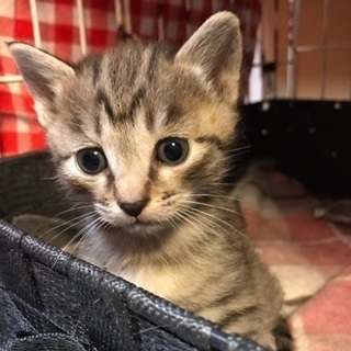 とても綺麗な顔立ちの子猫ちゃん