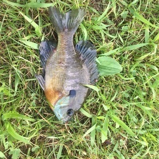 ブラックバス 雷魚