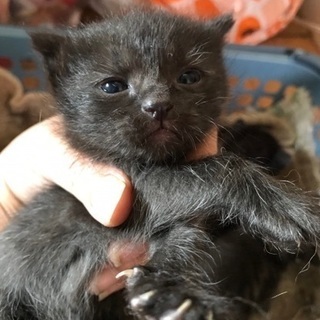 かわいい黒猫の赤ちゃん - 姫路市