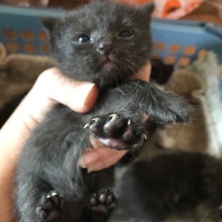 かわいい黒猫の赤ちゃん - 猫