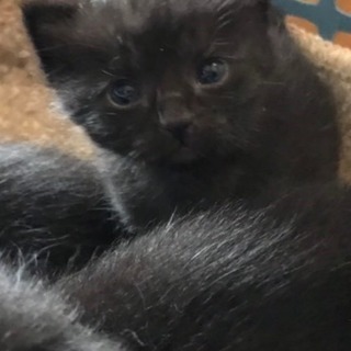 かわいい黒猫の赤ちゃん − 兵庫県
