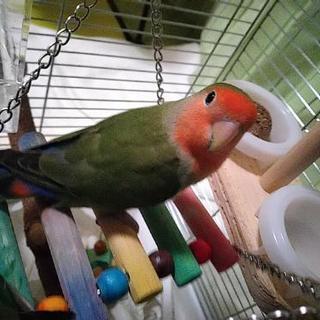 コザクラインコの若鳥譲ります