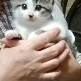 子猫の里親募集　長崎　里親様決まりました
