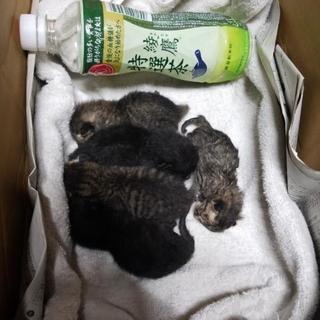 【みんな決まりました 】子猫もらってください！