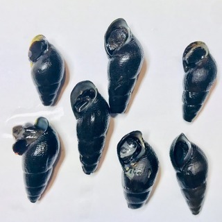 ☆コケ取りに最適☆元気☆カワニナ7匹