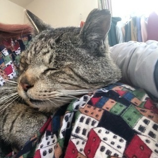 【里親様決まりました】ボクとの〜んびり まったり暮らしませんか🐾 − 静岡県