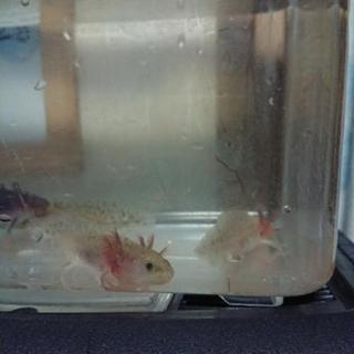 ウーパールーパーの画像