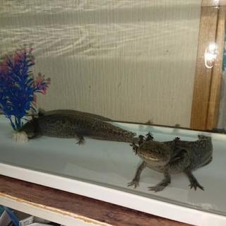 ウーパールーパーの画像