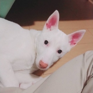 家族になってあげてください。