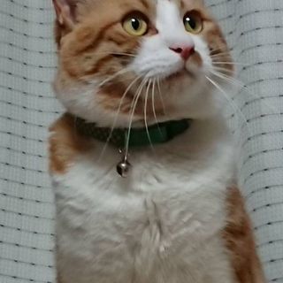 かまってちゃん1歳のオス猫