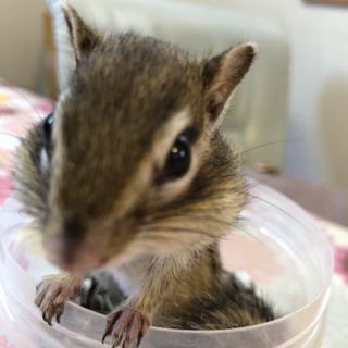シマリスくんの里親になってください