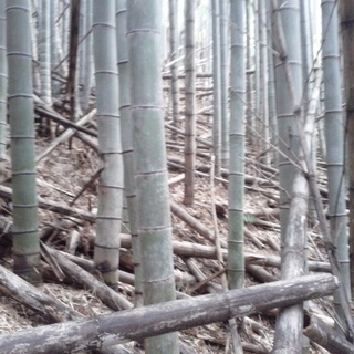 苗　あげます　中長なすの画像