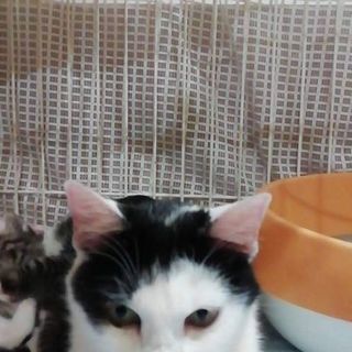 里親様決まりました。