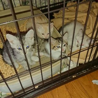 仔猫 4匹