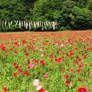 花の名所🌼