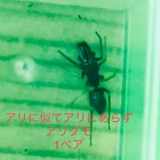  ☆アリにそっくり☆アリグモ1ペア  