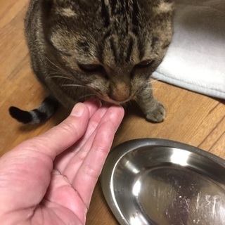 里親募集します。１歳の甘えた雌猫(避妊済み)