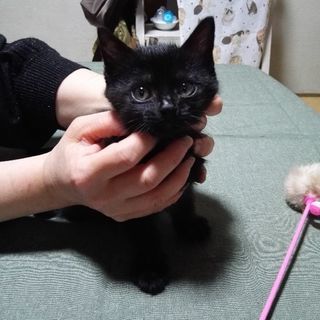 元気いっぱい！おもちゃ大好きっ子です