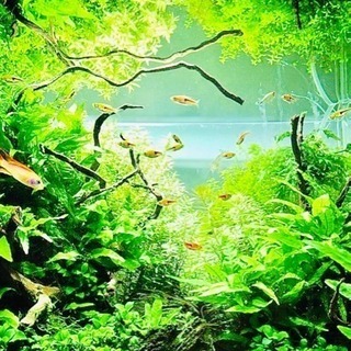 🐠✨アクアリウム好き集まれーーー✨🐠熱帯魚🐡