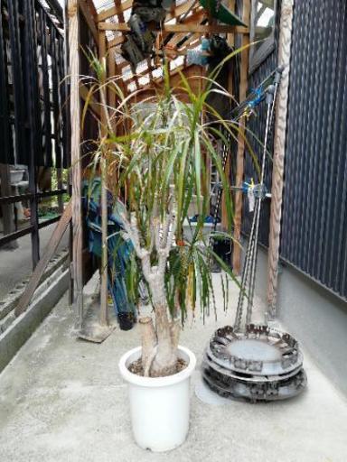 ドラセナコンシンネ　観葉植物