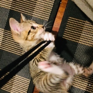 ※現在交渉中〜4匹の子猫〜スノーシュー（オス）とミトン（メス）