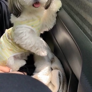 犬 交流会 - さいたま市