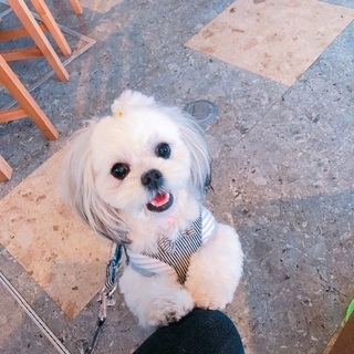 犬 交流会 - その他