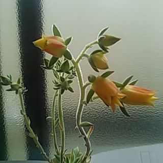 花付き多肉植物
