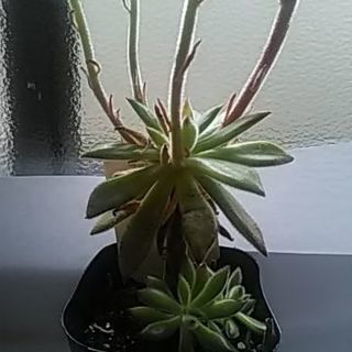 花付き多肉植物の画像