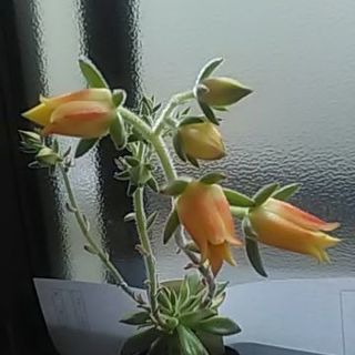 花付き多肉植物の画像