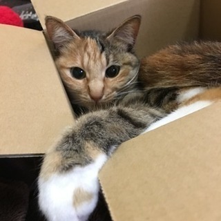 子猫の お迎えを手伝って下さい(人´ω｀*).☆.。.:*・゜