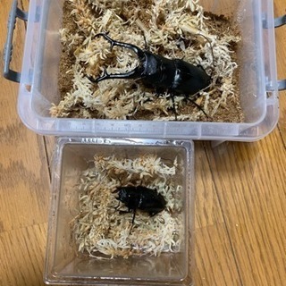 ギラファノコギリクワガタ ペア ＋オマケ