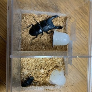 ギラファノコギリクワガタ ペア ＋オマケの画像