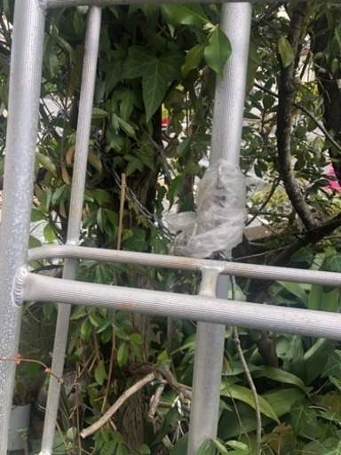 植木専用の脚立