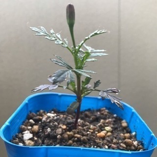 マリーゴールド、青じその苗の画像