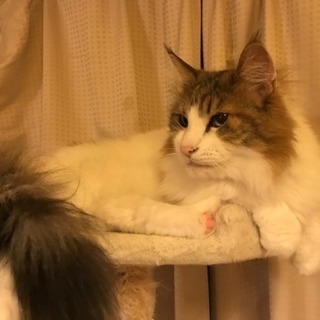 ノルウェージャンフォレストキャット のるる - 猫