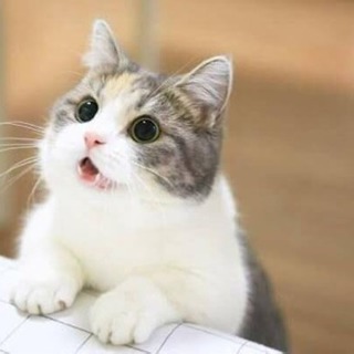 猫カフェ仲間募集！