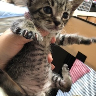 食いしん坊な元気坊やドリームくん