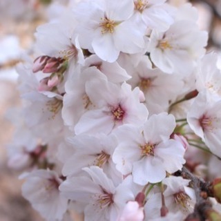 🌸🌸桜好き友達募集🌸🌸