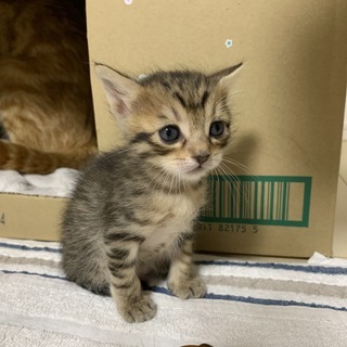 子猫３匹の里親募集　一旦募集停止します